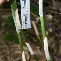 Broad-leaved Bamboo